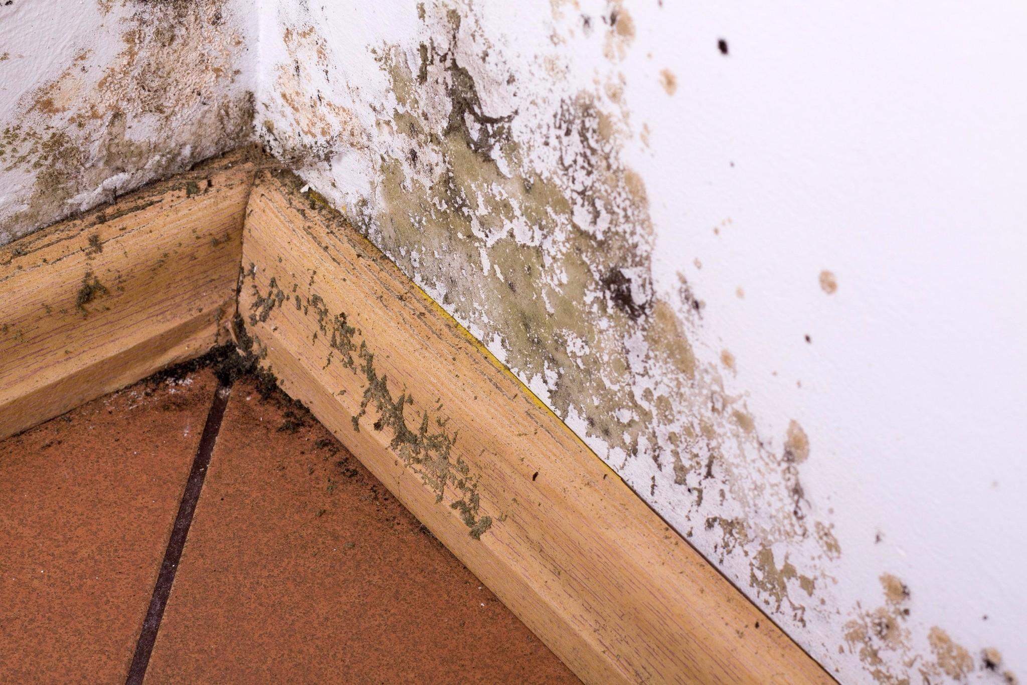 mold-removal-experts